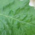 340002_20180608101023_01.JPG