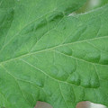 340002_20180608101028_01.JPG