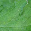 340002_20180608101042_01.JPG