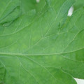 340002_20180608101044_01.JPG