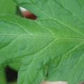 340002_20180608101050_01.JPG