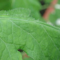 340002_20180608101140_01.JPG
