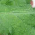 340002_20180608101141_01.JPG