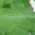 340002_20180608101144_01.JPG