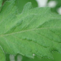 340002_20180608101157_01.JPG