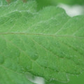 340002_20180608101159_01.JPG