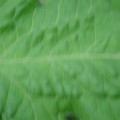 340002_20180608101204_01.JPG