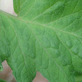 340002_20180608101208_01.JPG
