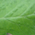 340002_20180608101220_01.JPG