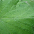 340002_20180608101228_01.JPG