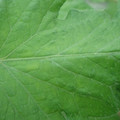 340002_20180608101229_01.JPG