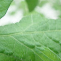 340002_20180608101241_01.JPG