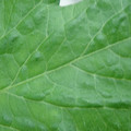 340002_20180608101244_01.JPG