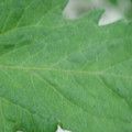 340002_20180608101249_01.JPG
