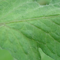 340002_20180608101251_01.JPG