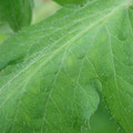 340002_20180608101256_01.JPG