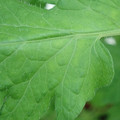 340002_20180608101313_01.JPG
