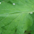 340002_20180608101315_01.JPG