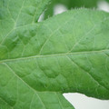 340002_20180608101339_01.JPG