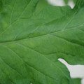 340002_20180608101353_01.JPG