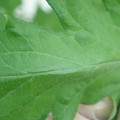 340002_20180608101408_01.JPG