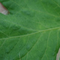 340002_20180608101413_01.JPG
