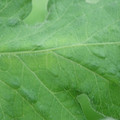 340002_20180608101419_01.JPG