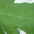 340002_20180608101423_01.JPG