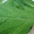 340002_20180608101431_01.JPG