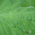 340002_20180608101441_01.JPG