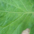 340002_20180608101445_01.JPG