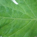 340002_20180608101446_01.JPG