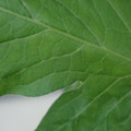340002_20180608101457_01.JPG