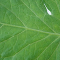 340002_20180608101506_01.JPG