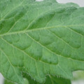 340002_20180608101525_01.JPG
