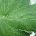 340002_20180608101535_01.JPG
