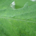 340002_20180608101543_01.JPG