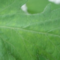 340002_20180608101544_01.JPG