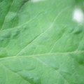 340002_20180608101550_01.JPG