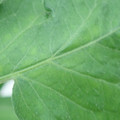 340002_20180608101555_01.JPG