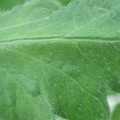 340002_20180608101611_01.JPG