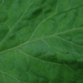340002_20180608101620_01.JPG