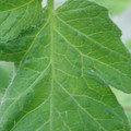 340002_20180608101644_01.JPG