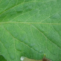 340002_20180608101649_01.JPG