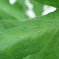 340002_20180608101655_01.JPG