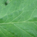 340002_20180608101707_01.JPG