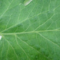 340002_20180608101709_01.JPG