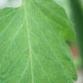 340002_20180608101713_01.JPG