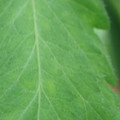 340002_20180608101715_01.JPG