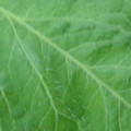 340002_20180608101735_01.JPG